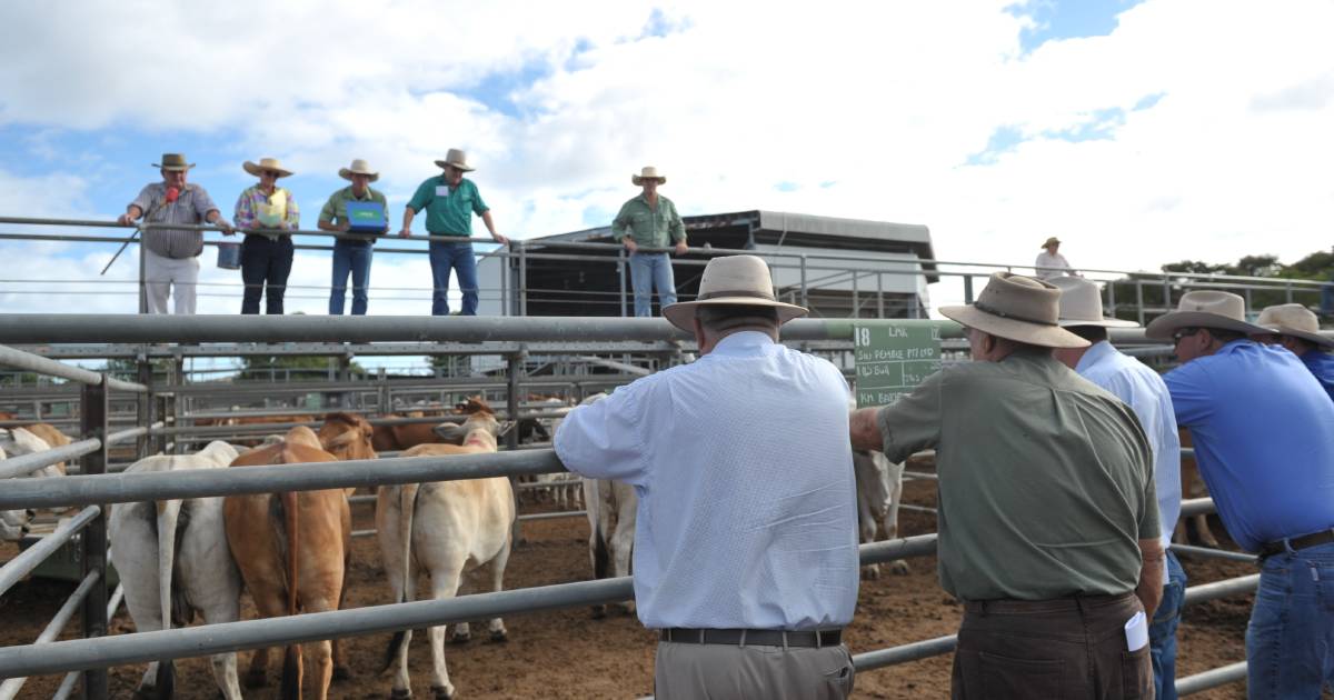 Cows dominate at Charters Towers