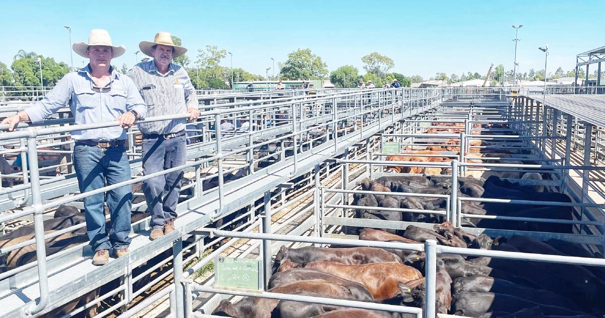 Angus Droughtmaster cross feeder steers return 365c/kg at Emerald | Queensland Country Life