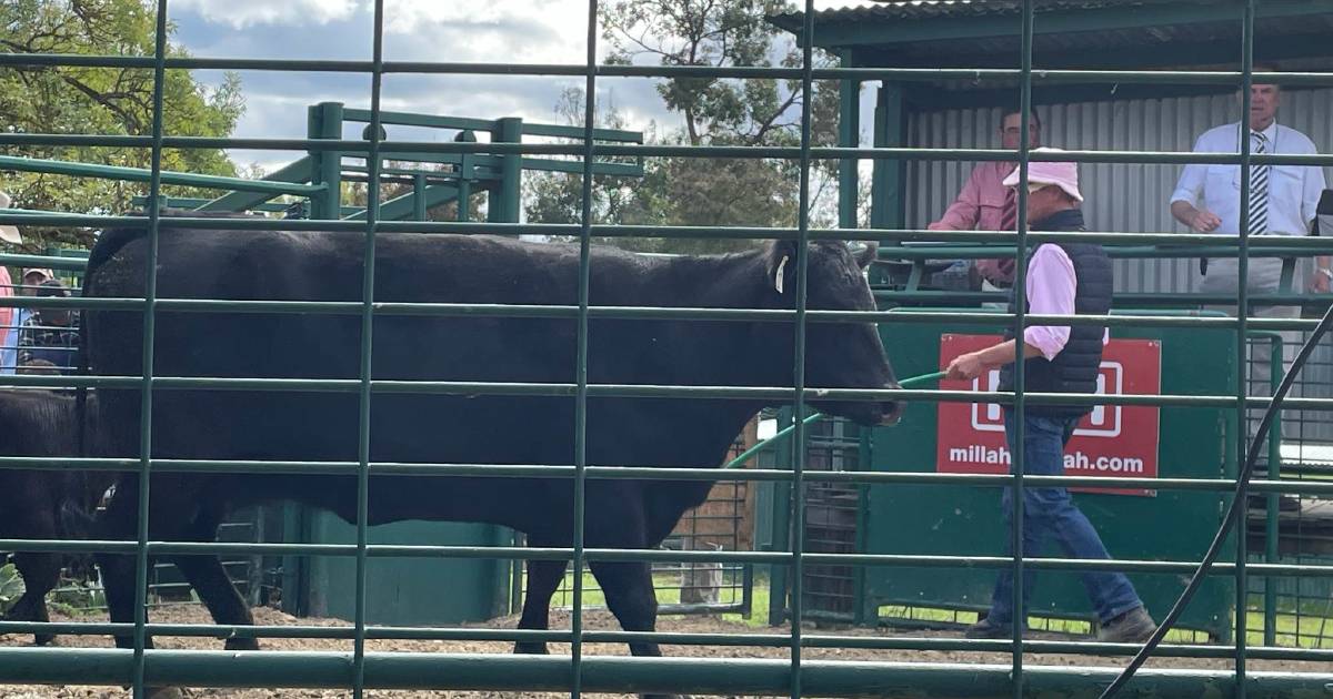 Millah Murrah female sale kicks off with an early six-figure result