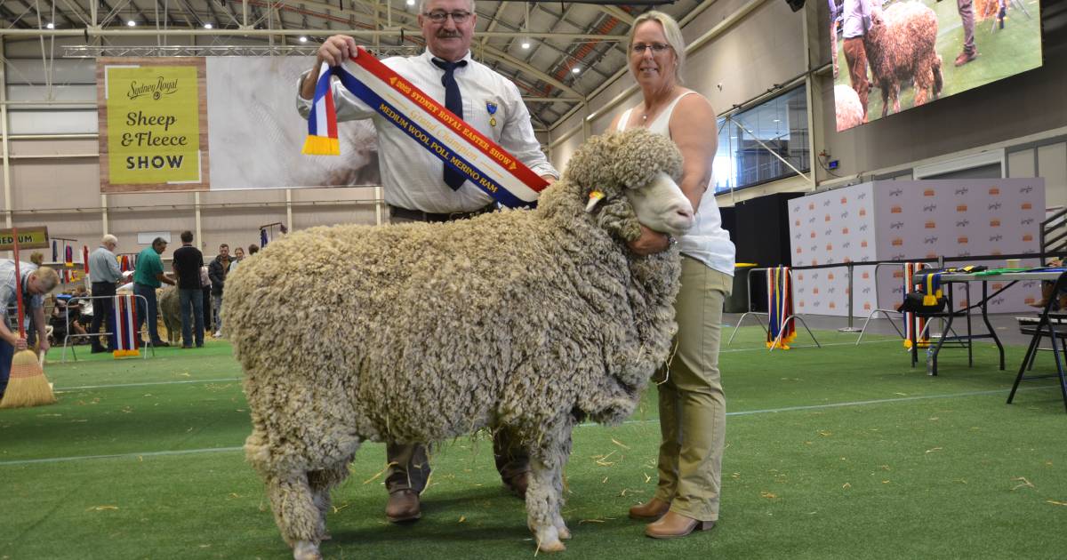 Six NSW studs share Poll Merino grand championship spoils