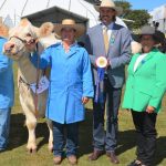 Limousin heifer tops 120-head showing at Gayndah