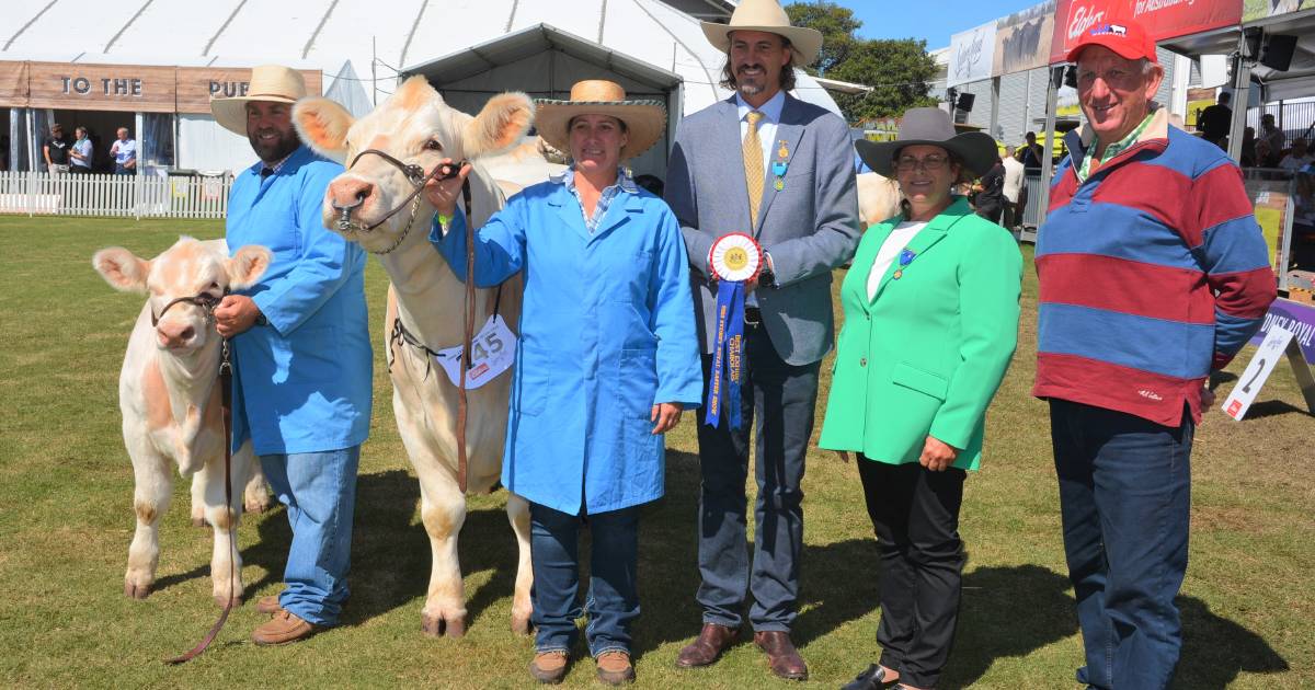 Eight-year-old Charolais cow best exhibit at Sydney Royal cattle show