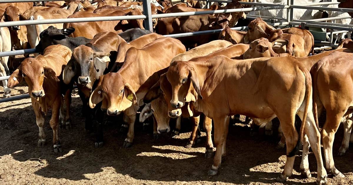 Charters Towers bullocks up 10c/kg