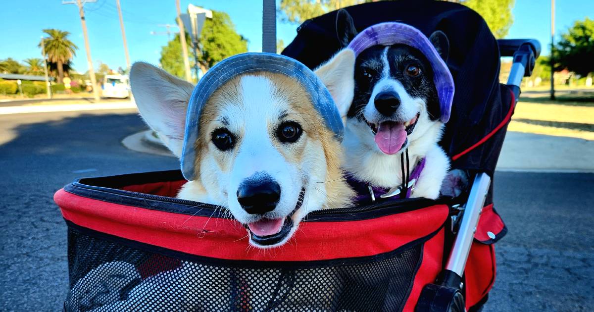 Every man and his dog at Roma’s Easter in the Country festival | Queensland Country Life