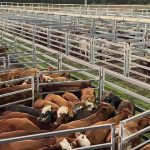 Rundle rallys support for live sheep trade with petition | Farm Weekly