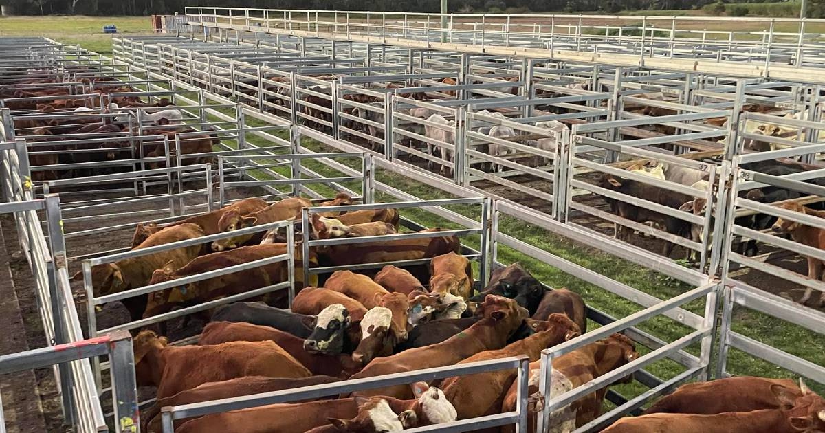 Quality weaners on offer at Sarina