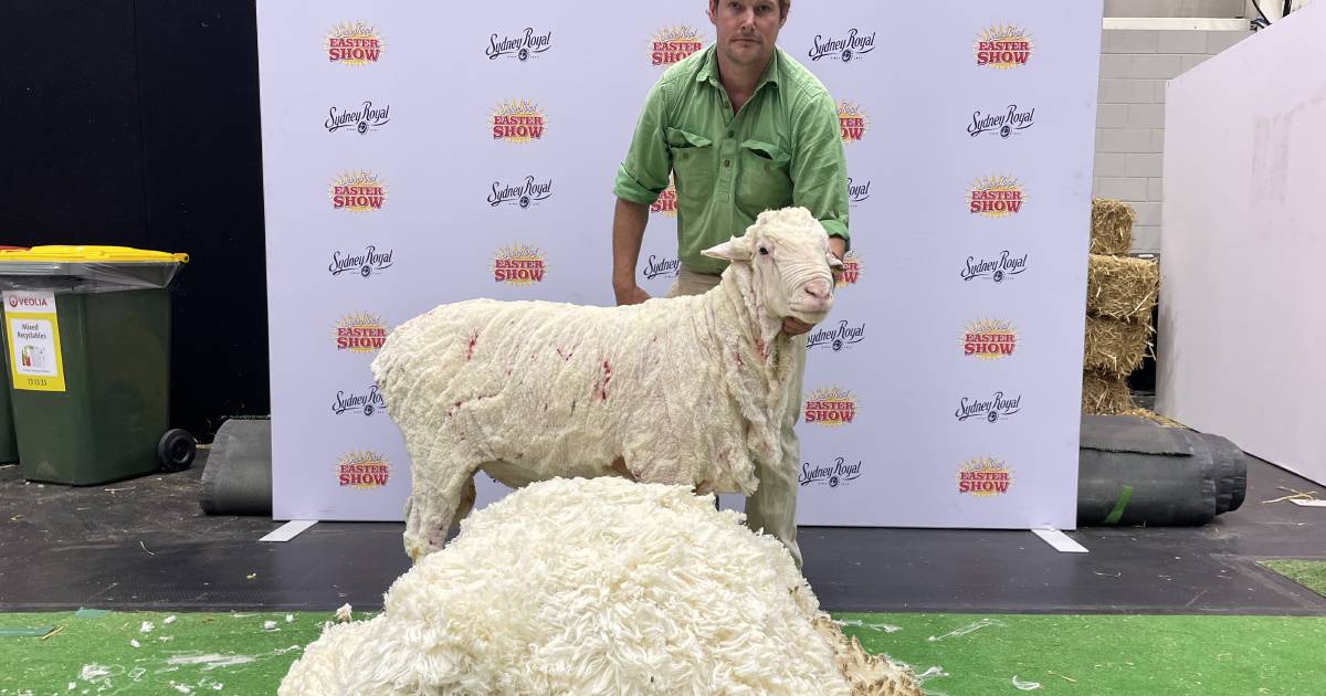 Merryville in front in Merino production class