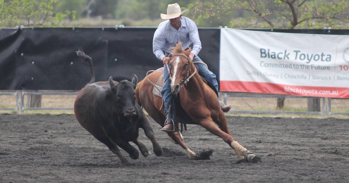 Campdraft stallion Indiana’s Destiny Dot Com euthanised after Springsure hit and run | Queensland Country Life