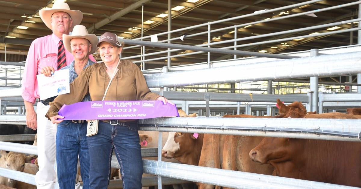 Simmental Cross steers get the win for Charleville graziers at Dalby weaner and feeder sale