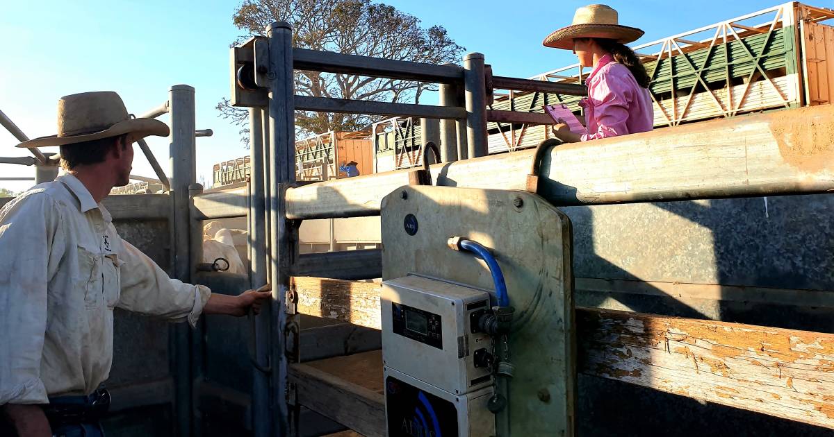 AgForce offering joint training venture to Longreach Pastoral College owners | Queensland Country Life