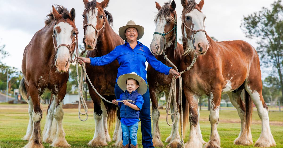 Clydesdale Spectacular gears up to celebrate 'the breed that built Australia'