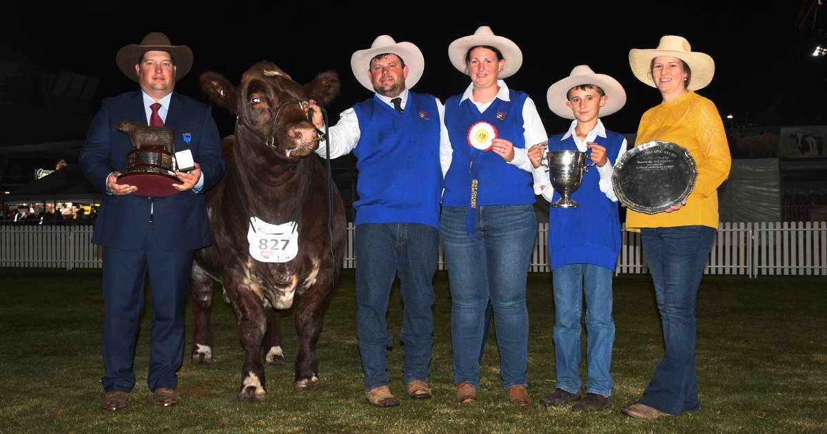 Roly Park rolls the Shorthorn ring