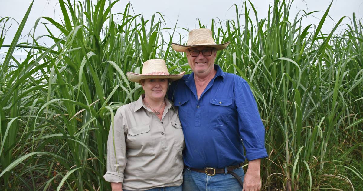 Tom and Tara Walker establish sugarcane and Droughtmaster operation at Paterson after moving from UK | Queensland Country Life