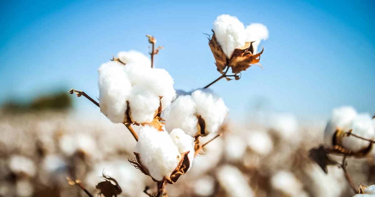 Cotton Industry takes vital steps towards diverting textile waste from landfill | The Land