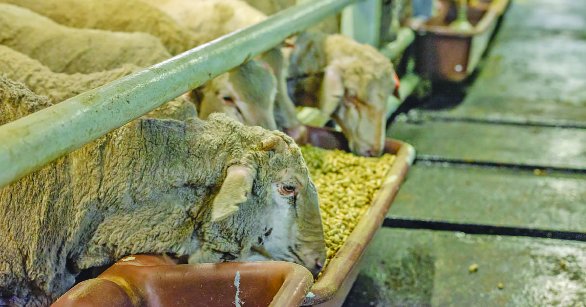 Industry questions rush job on live sheep trade ban | Farm Weekly