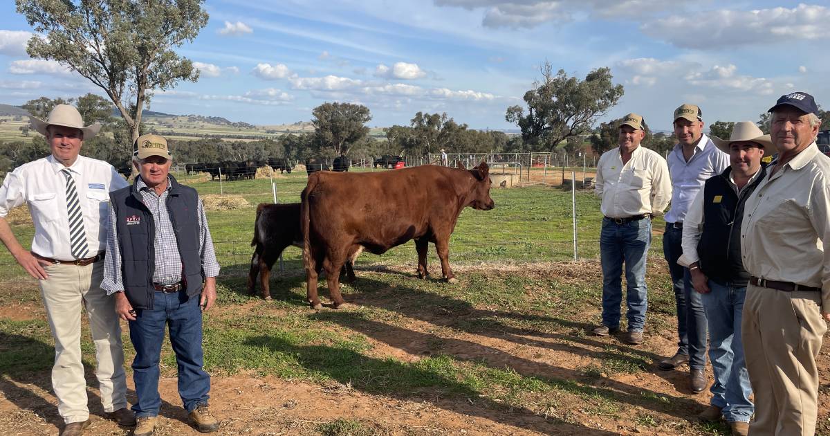 Record breaking cow for Sprys Shorthorns