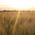 Resilient soils project launched for north west landholders | The North West Star