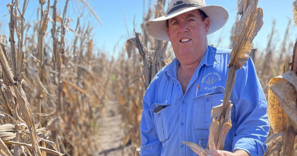 “Once in a lifetime crop” takes Toowoomba Show champion crop award | Queensland Country Life