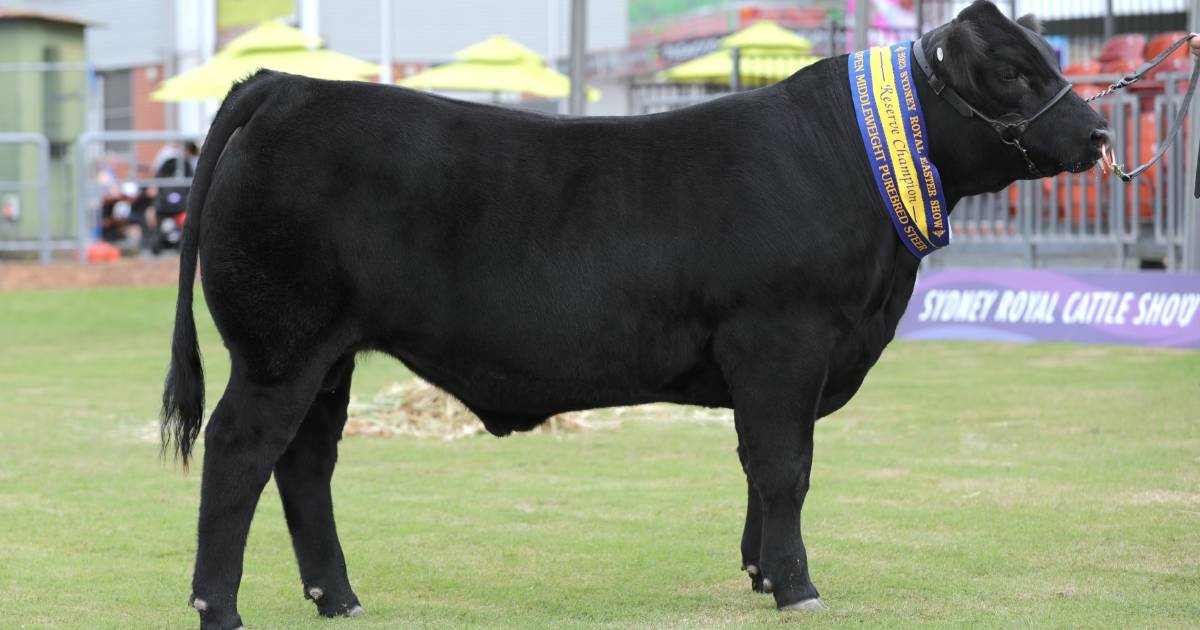 Standout calf from Kingaroy takes out Sydney Royal Show grand champion Speckle Park steer