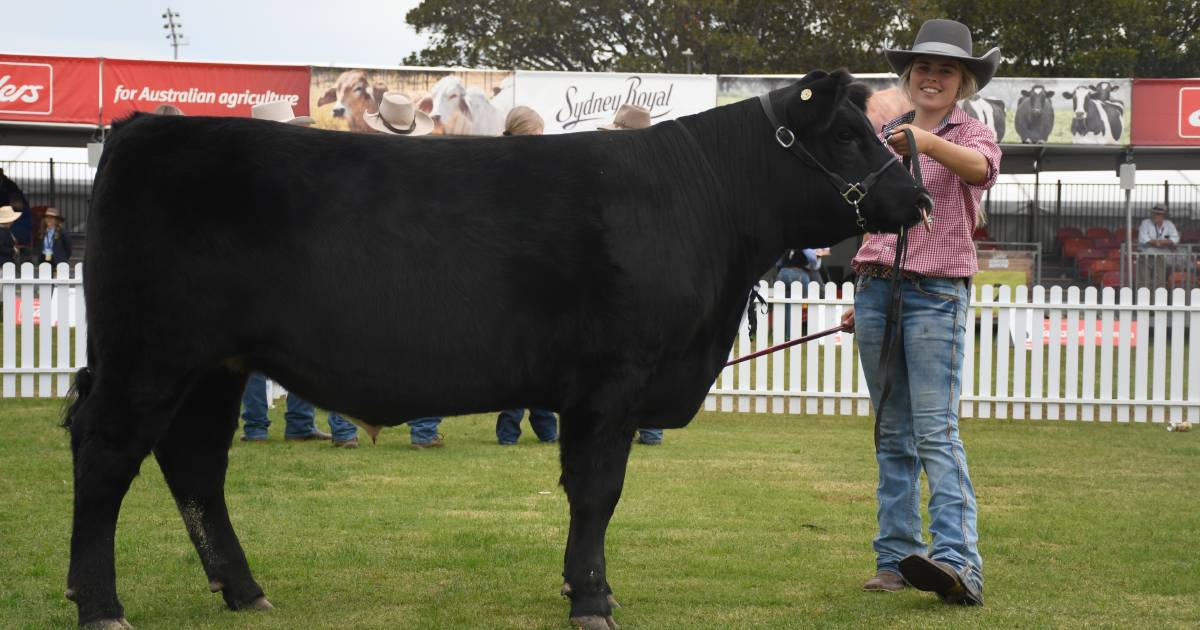 Purebred steers to 850 cents in auction