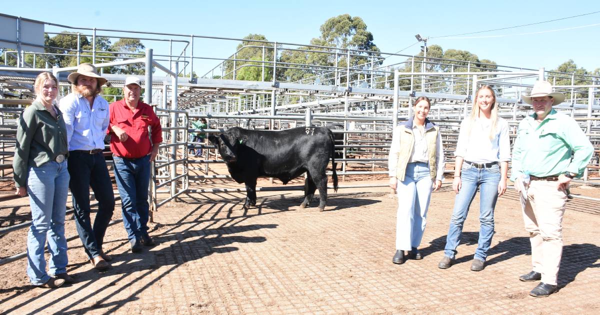 Mordallup Angus sale peaks at $30,000