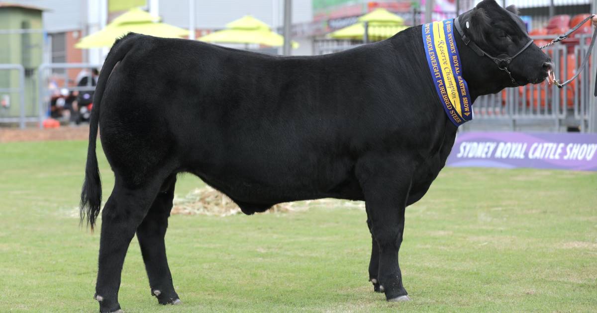 How Qld steers helped Speckle Park clinch their first Stan Hill Trophy