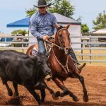 Elders to yard 1400 head at Boyanup Store sale | Farm Weekly