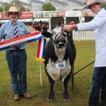 Weaner steers at NVLX sold to $1600 | The Land