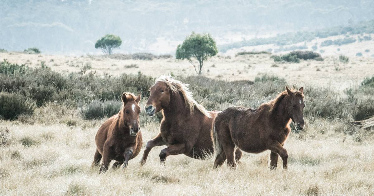 Green light given to remove 18,000 brumbies from Kosciuszko