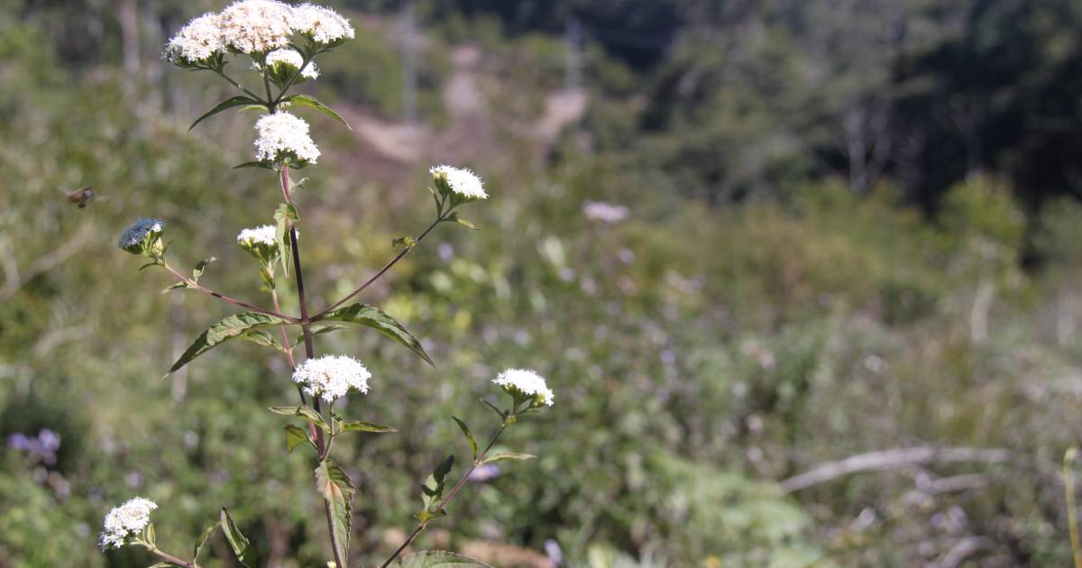 Tablelands producers encouraged to report invasive plant