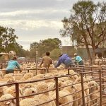 Tablelands producers encouraged to report invasive plant