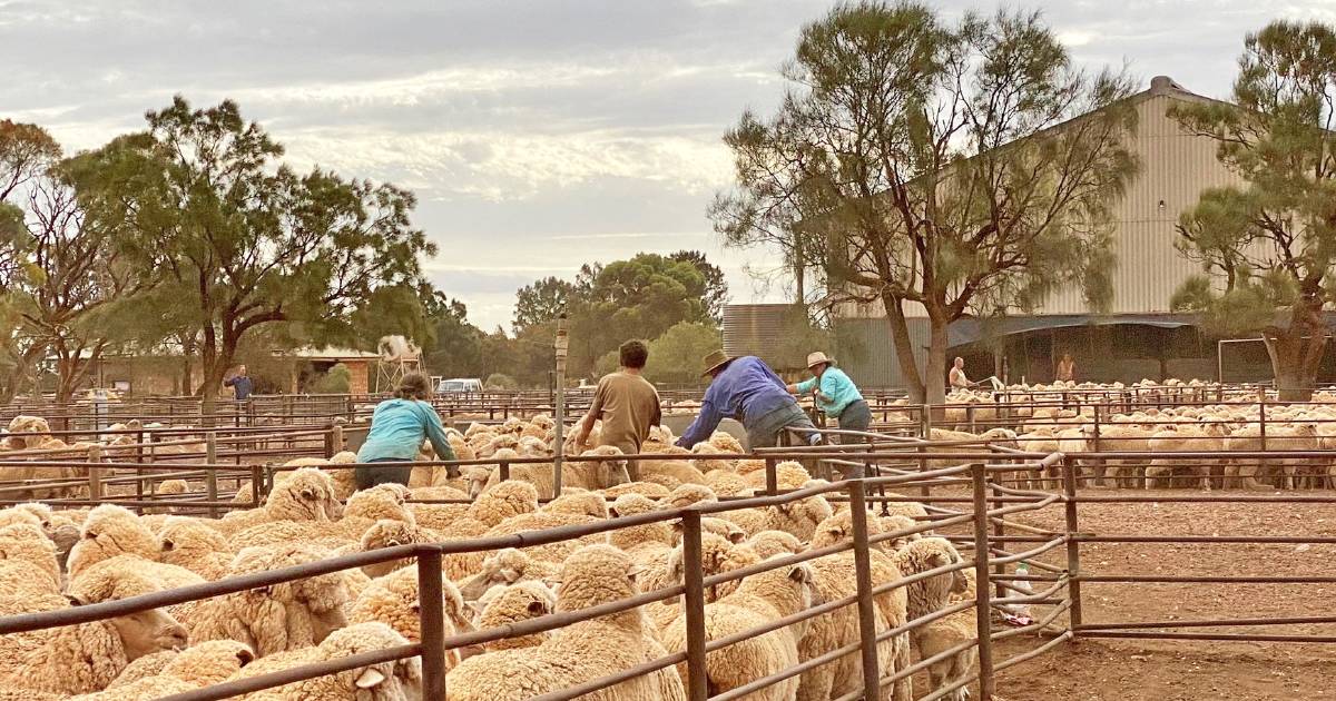 Mighty Rawlinna, our biggest sheep station, may be changing hands