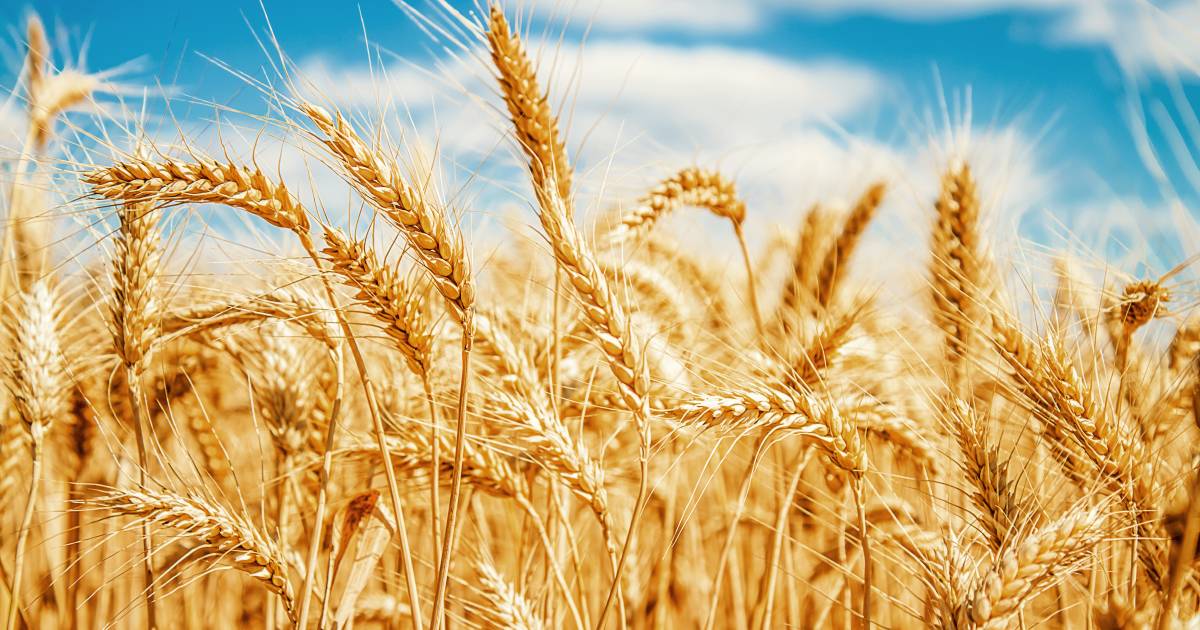 Global wheat futures bounce from 20-month lows | Queensland Country Life