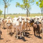 Revealed: NSW farm land prices up 19.9 per cent