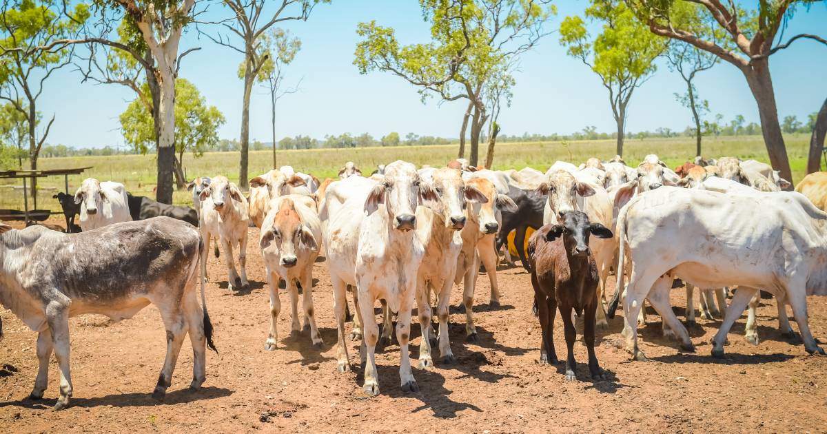 Pasture regen, post-flood weed control hot topics for northern beef | The North West Star