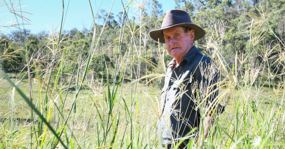 'It isn't going away': Pasture dieback management discussed as graziers and researchers meet