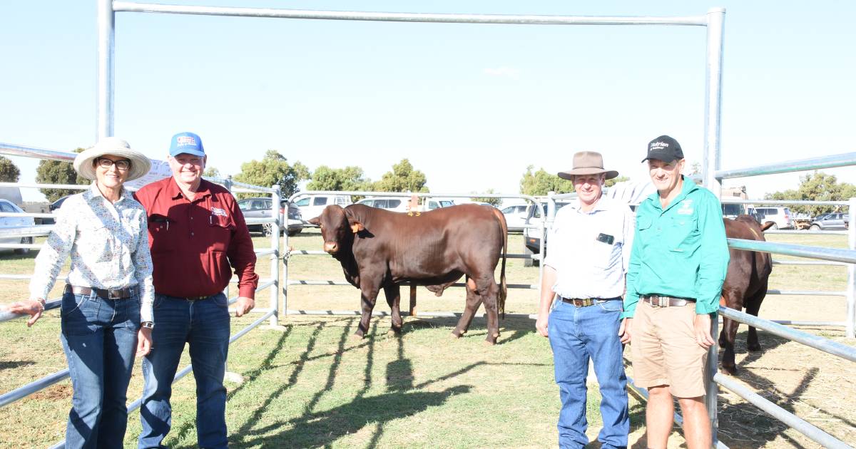 Wendalla stud bull sells to $22,000 top | Farm Weekly