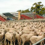 ACA campdrafting finals wrap up