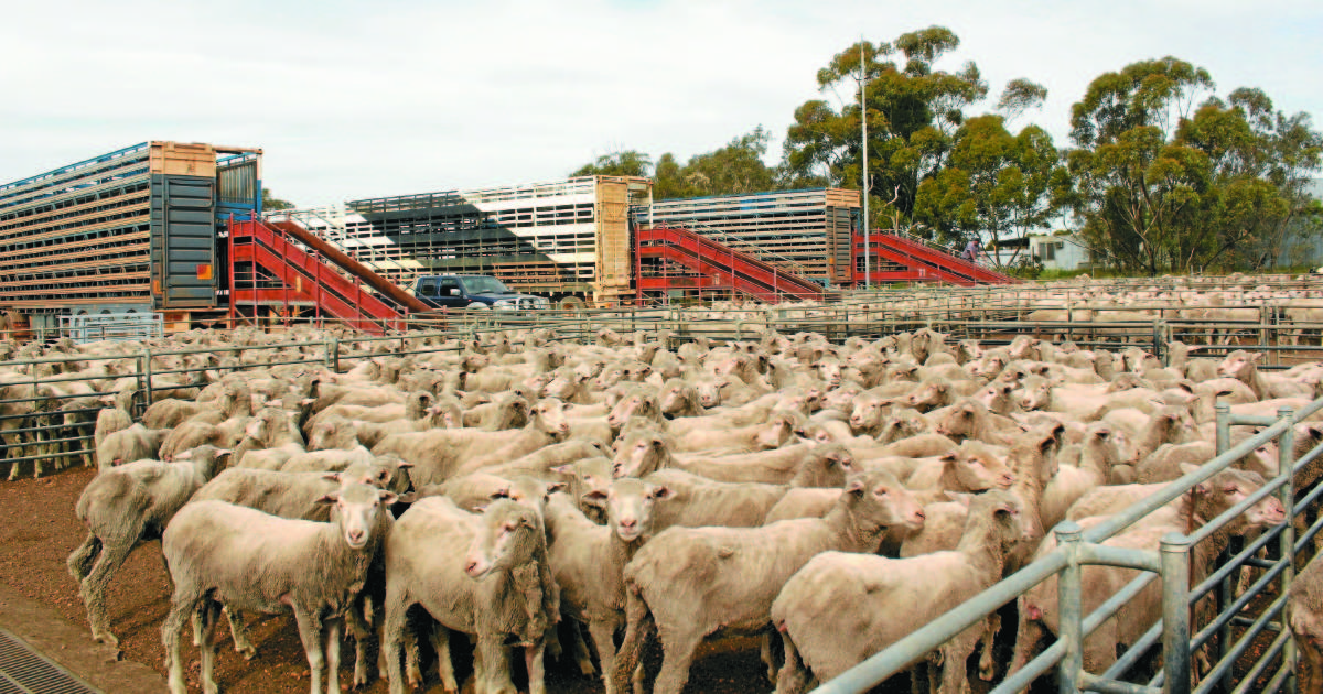 More questions than answers on live sheep trade debate | Farm Weekly