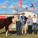 Denngal wins Santa Gertrudis best exhibit