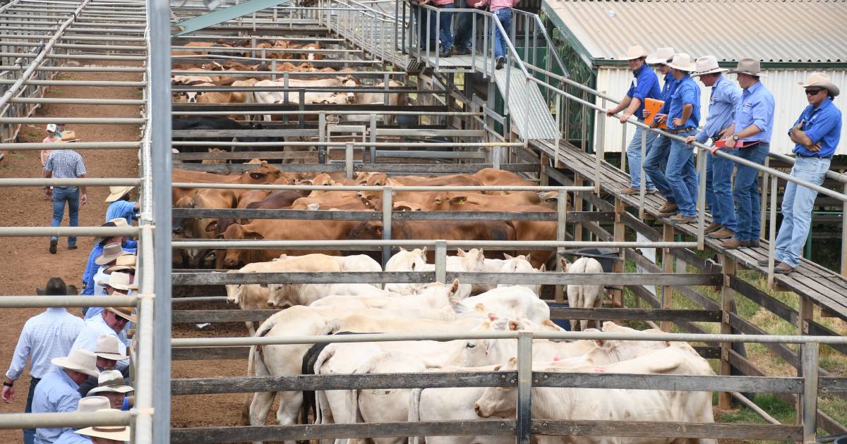 Steers reach 452c at Roma store sale