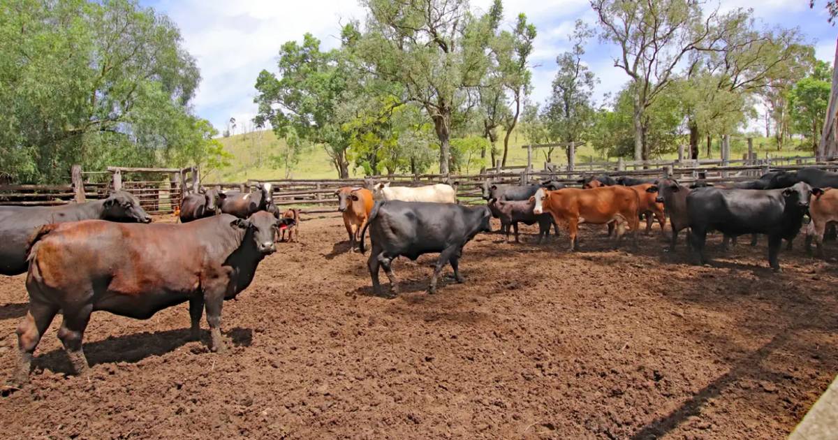 Offers north of $5 million sought for breeding country | Video