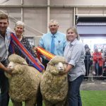 Bigga stud takes all in medium August shorns