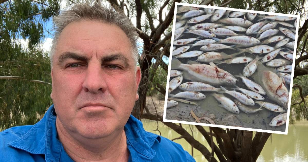 Menindee suffers an Easter tourism hit following catastrophic fish kill | The Land