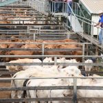 Santa weaner steers sell for $1245 at Woodford | Queensland Country Life