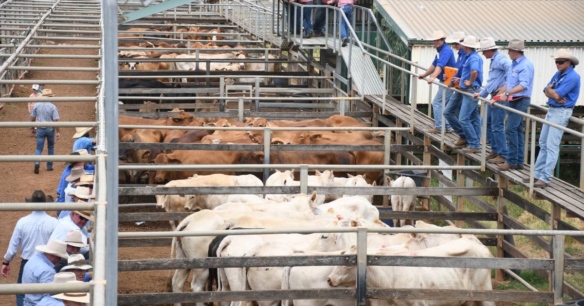 Weaner steers reach 542c at Roma