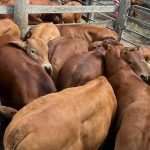 Weaner steers reach 542c at Roma