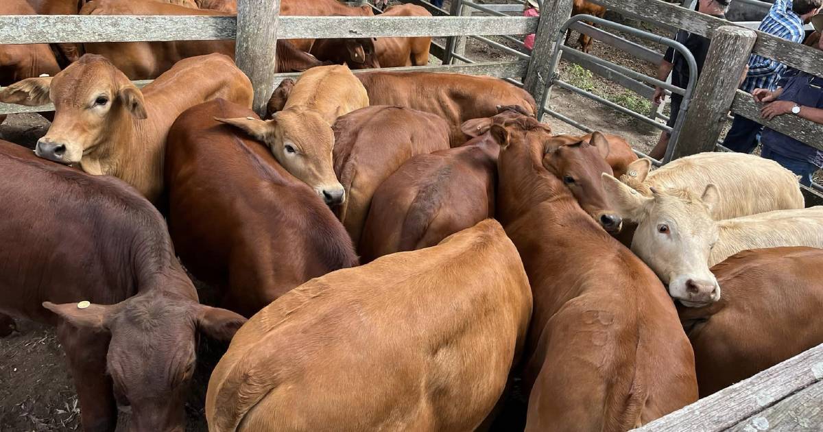 Santa weaner steers sell for $1245 at Woodford | Queensland Country Life