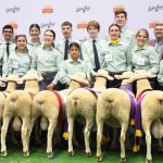 Corriedale lambs take the grand ribbons