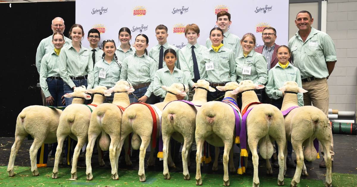 Schools meat sheep competition dominated by Macarthur Anglican School